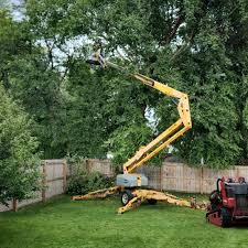 Best Fruit Tree Pruning  in Henryetta, OK