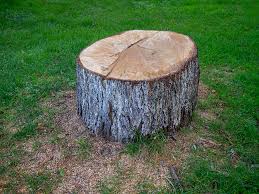 Best Palm Tree Trimming  in Henryetta, OK