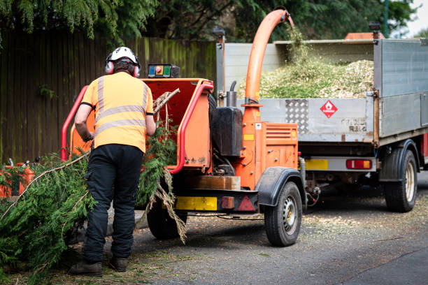 Best Tree Cabling and Bracing  in Henryetta, OK