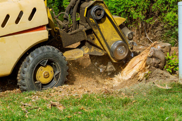 How Our Tree Care Process Works  in  Henryetta, OK