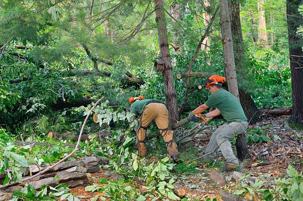 Henryetta, OK Tree Services Pros
