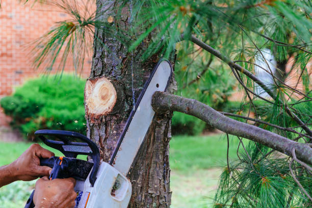 Best Hazardous Tree Removal  in Henryetta, OK