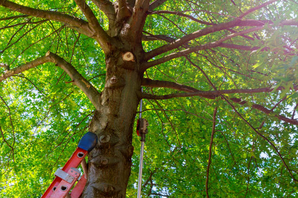 Best Tree Risk Assessment  in Henryetta, OK